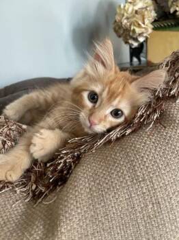 Wynona -  Domestic Medium Hair Cat for Adoption in Park Row, Texas - Wynona | PetCurious
