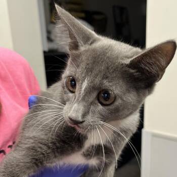 Tulip -  Domestic Short Hair Cat for Adoption in Tampa, Florida - Tulip | PetCurious