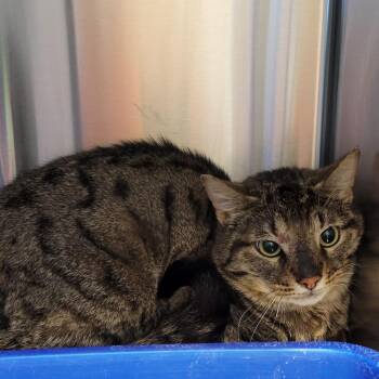 Domestic Short Hair Cats Available for Adoption in Nashville, Indiana - Chickadee | PetCurious