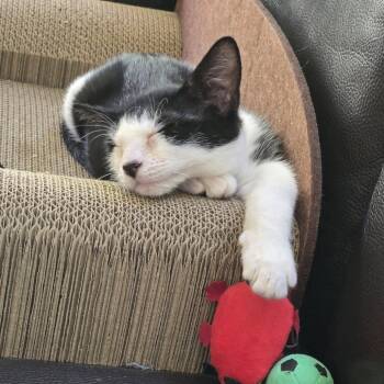 Rescue Domestic Short Hair Cats for Adoption in Cumming, Georgia - Blue 2 | PetCurious