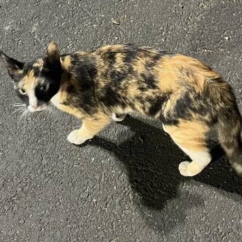 Tortoiseshell Cats Available for Adoption in Sacramento, California - Scarlet W.  | PetCurious