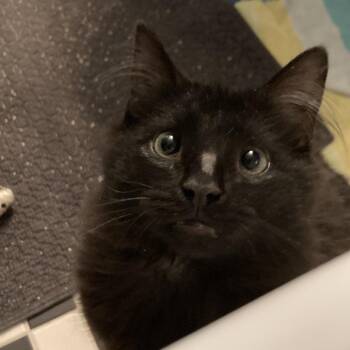 Domestic Short Hair Cats Available for Adoption in Greensboro, North Carolina - Dust Bunny | PetCurious