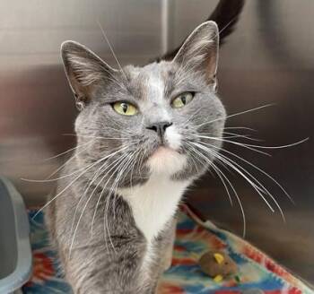 Night Shade -  Domestic Short Hair Cat for Adoption in Orland Hills, Illinois - Night Shade | PetCurious