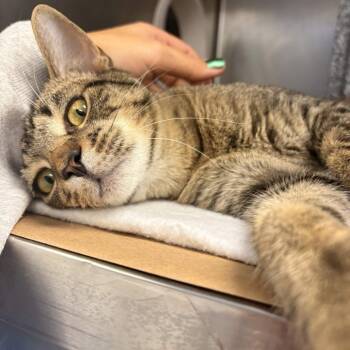 Gable -  Domestic Short Hair Cat for Adoption in Greenville, South Carolina - Gable | PetCurious