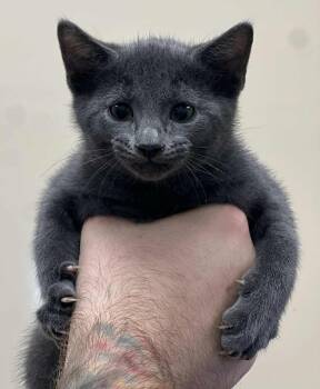 Rescue Domestic Short Hair Cats for Adoption in Rockwall, Texas - Cookie Dough | PetCurious