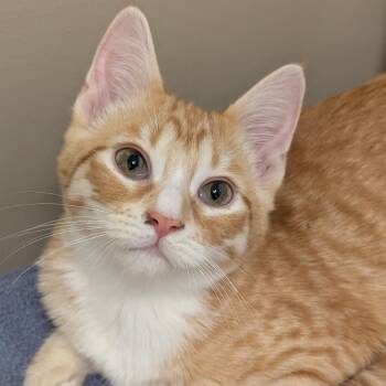 Marry -  Domestic Short Hair Cat for Adoption in Sonoma, California - Marry | PetCurious