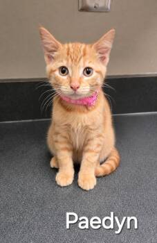 Domestic Short Hair Cats Available for Adoption in Sidney, Ohio - Paedyn | PetCurious