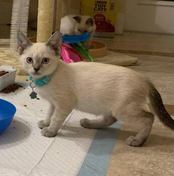 Everest -  Siamese and Domestic Short Hair Cat for Adoption in St. Augustine, Florida - Everest | PetCurious