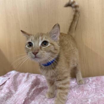 Alfie -  Domestic Short Hair Cat for Adoption in Brentwood, Missouri - Alfie | PetCurious