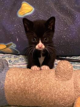 Oreo -  Domestic Short Hair Cat for Adoption in San Antonio, Texas - Oreo | PetCurious
