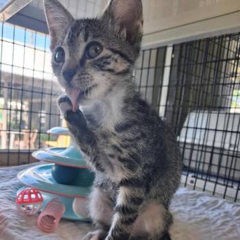 Tenor -  American Shorthair Cat for Adoption in Freeport, Florida - Tenor | PetCurious