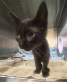KATSU -  Domestic Short Hair Cat for Adoption in Fremont, California - KATSU | PetCurious