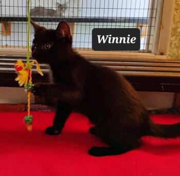 Winnie -  Domestic Short Hair Cat for Adoption in Buffalo, Missouri - Winnie | PetCurious