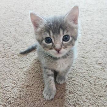 Domestic Short Hair Cats Available for Adoption in Riverside, California - Neymar | PetCurious