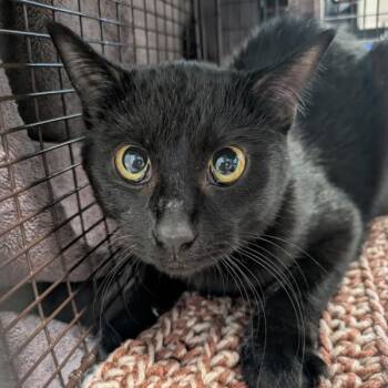 Domestic Short Hair Cats Available for Adoption in Des Moines, Iowa - Fleetwood | PetCurious