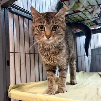 Domestic Short Hair Cats Available for Adoption in Muncie, Indiana - Raggedy Ann | PetCurious