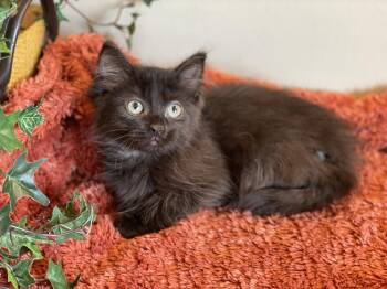 Riley -  Domestic Long Hair Cat for Adoption in Taylor, Michigan - Riley | PetCurious