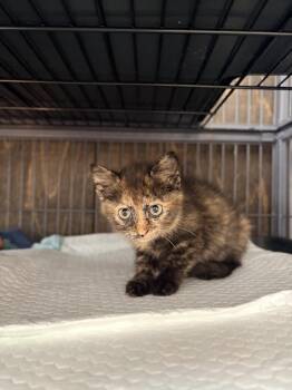 Charlotte A. Cavatica -  Domestic Short Hair Cat for Adoption in Lake Wylie, South Carolina - Charlotte A. Cavatica | PetCurious