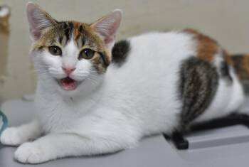 Lucy -  Domestic Short Hair Cat for Adoption in Fort Worth, Texas - Lucy | PetCurious