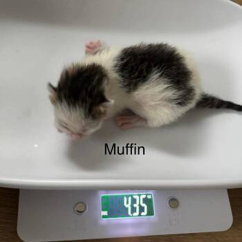 Domestic Short Hair Cats Available for Adoption in Hannibal, Missouri - Muffin | PetCurious