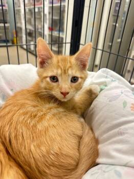 Funyun/Tangerine (Lakeview) -  Domestic Short Hair Cat for Adoption in Johnson City, Tennessee - Funyun/Tangerine (Lakeview) | PetCurious