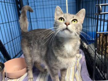 Rescue Domestic Medium Hair Cats for Adoption in Ellijay, Georgia - Shadow | PetCurious