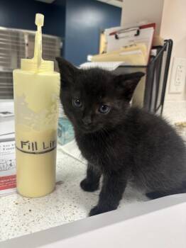 Fun Bobby -  Domestic Short Hair Cat for Adoption in Greenfield, Indiana - Fun Bobby | PetCurious