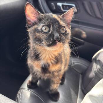 FOUND 18th St SW, Owatonna, MN - in the country near Kibble Equi -  Domestic Medium Hair Cat for Adoption in Rochester, Minnesota - FOUND 18th St SW, Owatonna, MN - In The Country Near Kibble Equi | PetCurious