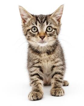 Marsha Marsha Marsha - what a mush -  Tabby and Bengal Cat for Adoption in Bedford Hills, New York - Marsha Marsha Marsha - What A Mush | PetCurious