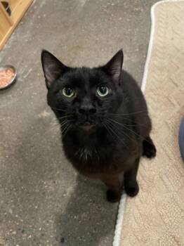 Rescue Domestic Short Hair Cats for Adoption in Louisville, Kentucky - Switch | PetCurious