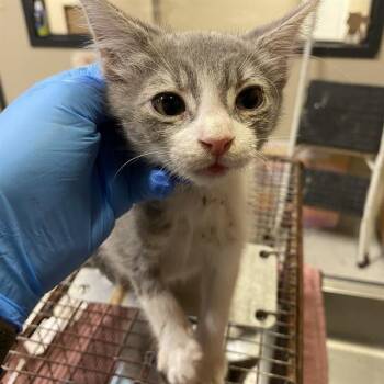 A613818 -  Domestic Medium Hair Cat for Adoption in Modesto, California - A613818 | PetCurious