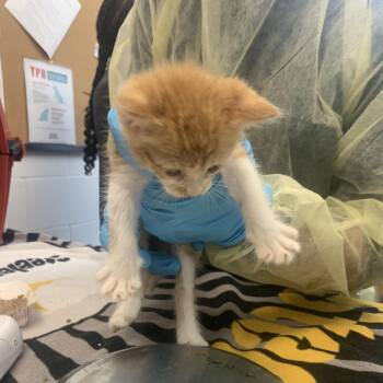 Marlin -  Domestic Short Hair Cat for Adoption in West Palm Beach, Florida - Marlin | PetCurious