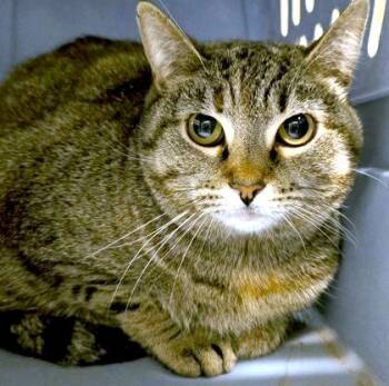 Domestic Short Hair Cats Available for Adoption - Sage | PetCurious