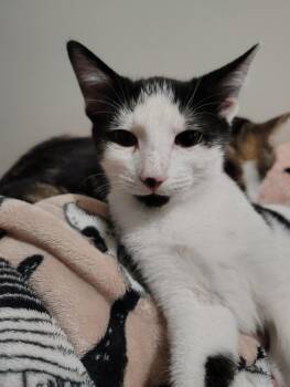 Rescue Domestic Short Hair Cats for Adoption in Inman, South Carolina - Lorenzo | PetCurious