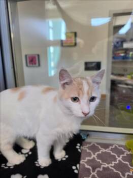 Domestic Medium Hair Cats Available for Adoption in Tracy, California - MYNA | PetCurious