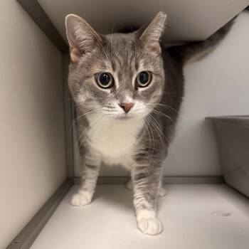 Nelly -  Domestic Short Hair Cat for Adoption in Boston, Massachusetts - Nelly | PetCurious