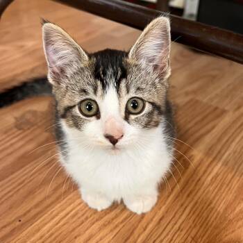 Chihiro -  Domestic Short Hair Cat for Adoption in Vallejo, California - Chihiro | PetCurious