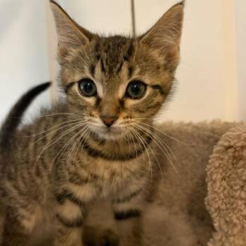 Escarole -  Domestic Short Hair Cat for Adoption in Sunrise, Florida - Escarole | PetCurious