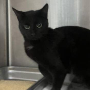 Domestic Short Hair Cats Available for Adoption in Oak Park, Illinois - Tipsy | PetCurious