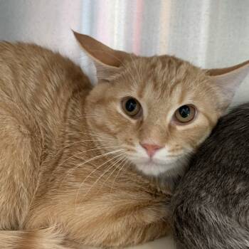 Rescue Domestic Short Hair Cats for Adoption in Washburn, Missouri - Cheese | PetCurious