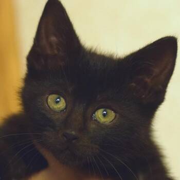 Domestic Short Hair Cats Available for Adoption in Belleville, Illinois - Jax | PetCurious