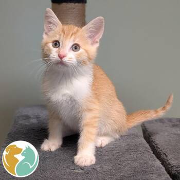 Spicy Tuna -  Domestic Short Hair Cat for Adoption in Toledo, Ohio - Spicy Tuna | PetCurious