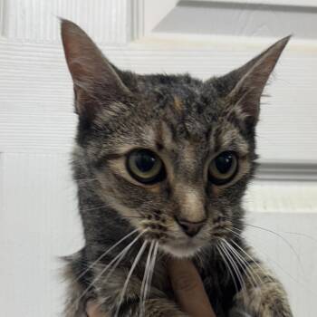 CSAS-Stray-938 -  Domestic Short Hair Cat for Adoption in Springtown, Texas - CSAS-Stray-938 | PetCurious