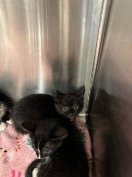 Croquet Monsieur -  Domestic Short Hair Cat for Adoption in Atlanta, Georgia - Croquet Monsieur | PetCurious