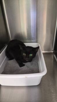 Rescue Domestic Short Hair Cats for Adoption in Athens, Tennessee - Ragoon | PetCurious