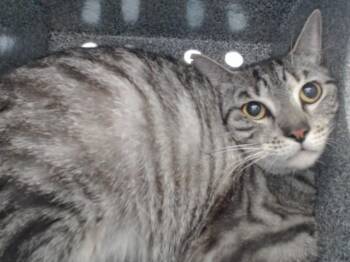 PURRSEY -  Domestic Short Hair Cat for Adoption in Orlando, Florida - PURRSEY | PetCurious