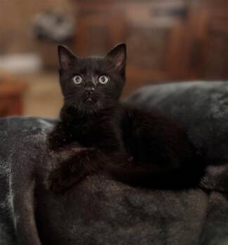 PETUNIA -  Domestic Short Hair Cat for Adoption in Houston, Texas - PETUNIA | PetCurious