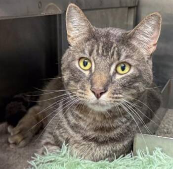 Ash -  Domestic Short Hair Cat for Adoption in Baraboo, Wisconsin - Ash | PetCurious