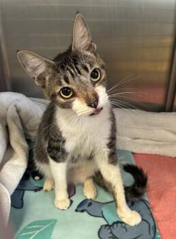 Wiggles and Jiggles -  Domestic Short Hair Cat for Adoption in Richmond, Virginia - Wiggles And Jiggles | PetCurious
