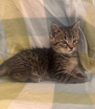 Domestic Short Hair Cats Available for Adoption in Dickson, Tennessee - Charlemagne | PetCurious